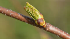 Bouleau pubescens (Betula pubescens / Moorbirke)