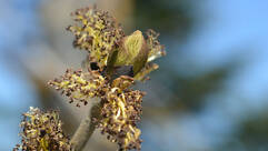 Esche (Fraxinus excelsior / Frêne commun)