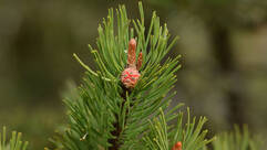 Pin de montagne (Pinus montana / Bergföhre)