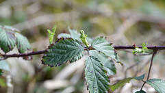 Brombeere (Rubus fruticosus / Ronce)