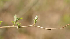 Rubus idaeus (Himbeere / Framboisier)