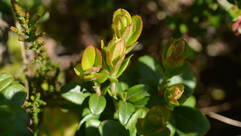 Airelle (Vaccinium vitis-idaea / Preiselbeere)