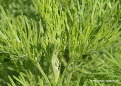 Artemisia abrotanum (Eberraute / Aurone)