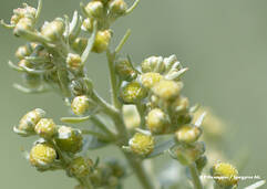 Wermut (Artemisia absinthium / Absinthe)