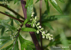 Armoise vulgaire (Artemisia vulgaris / Beifuss)