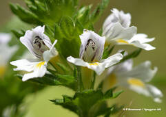 Euphraise officinale (Euphrasia officinalis / Augentrost)