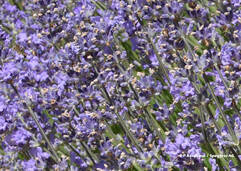Lavande (Lavandula angustifolia / Lavendel)