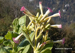 Tabak (Nicotiana tabacum / Tabac)