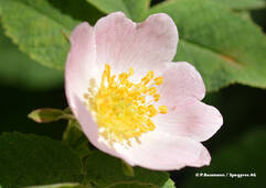 Eglantier commun (Rosa canina / Heckenrose)