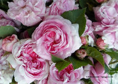 Rosa damascena (Damaszener-Rose / Rose de Damas)