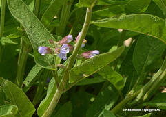 Salvia officinalis (Salbei / Sauge)