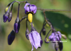 Solanum dulcamara (Bittersüsser Nachtschatten / Douce-amère)