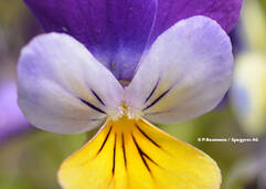 Pensée tricolore (Viola tricolor / Stiefmütterchen)